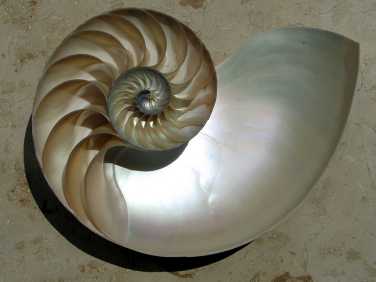 Nautilus-Schale